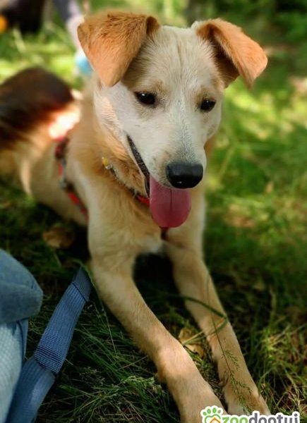 CZESIO - super, roczny psiak poleca się do adopcji