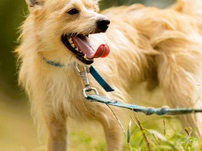 MIKI - cudowny 2 letni psiak do adopcji