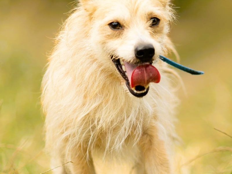 MIKI - cudowny 2 letni psiak do adopcji