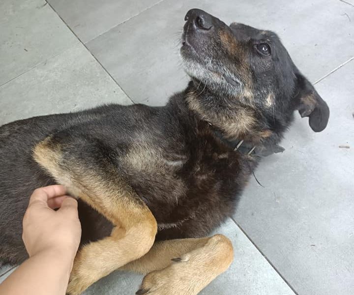 Kocha dzieci i aportowanie - 11 letni Pharell do adopcji!!