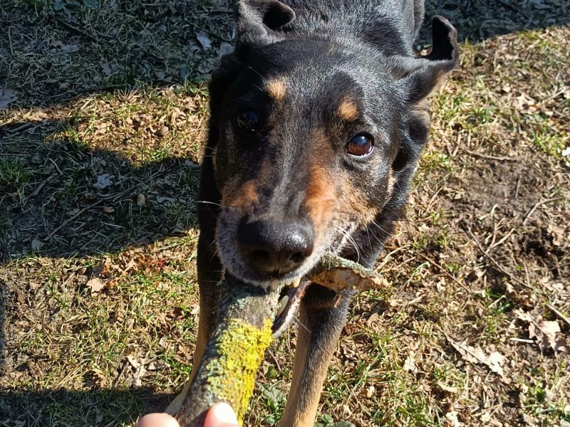 Kocha dzieci i aportowanie - 11 letni Pharell do adopcji!!