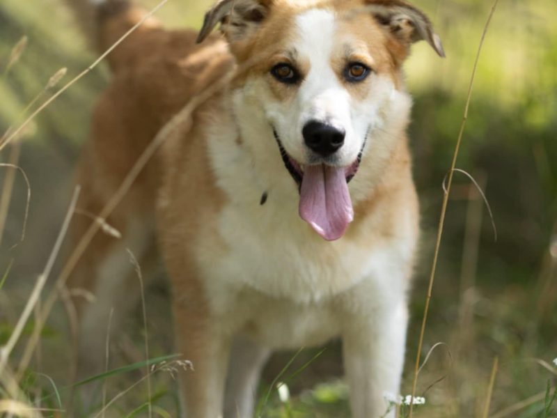 CEZAR - piękny, młody psiak za kratami, ADOPTUJ!