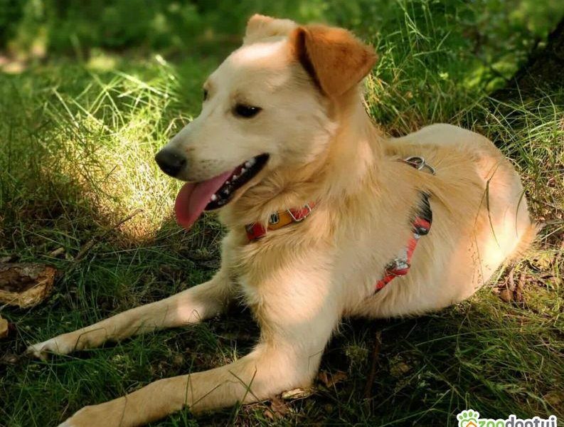 CZESIO - super, roczny psiak poleca się do adopcji