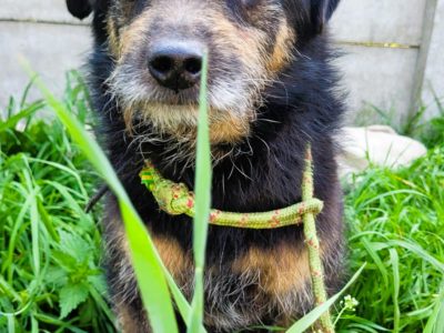 BRONUŚ - kochany psiak w typie terriera do adopcji
