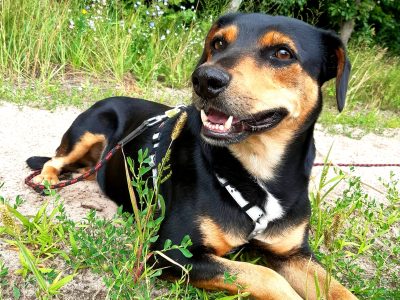 Ok. 6 letnia malutka Luba szuka kochającego domu