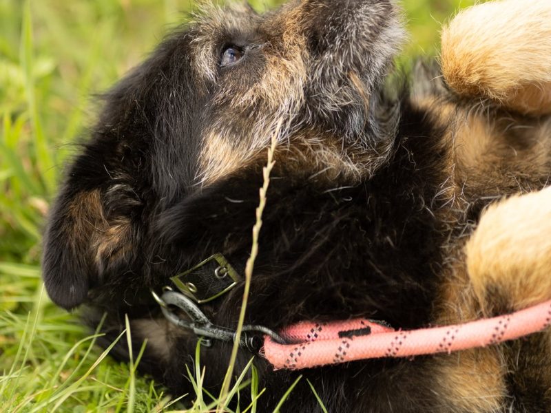 BRONUŚ - kochany psiak w typie terriera do adopcji