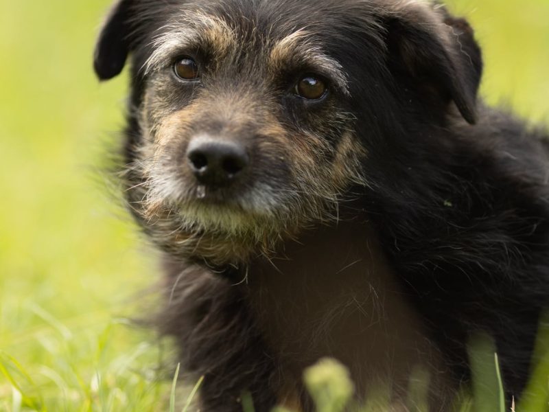 BRONUŚ - kochany psiak w typie terriera do adopcji