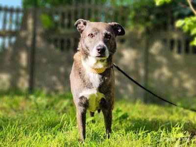 8 letnia Łapka szuka domu!