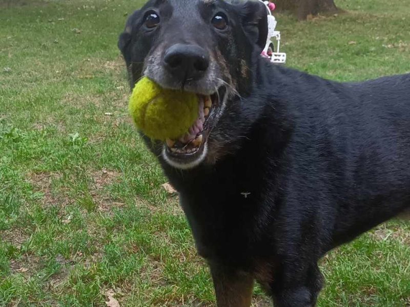 Kocha dzieci i aportowanie - 11 letni Pharell do adopcji!!