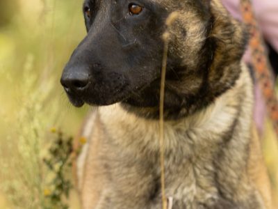 CZARNONOSY - piękny pies w typie owczarka malinois
