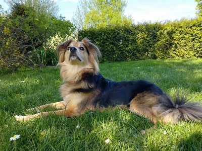 Uroczy 3 letni Pielgrzym szuka domu