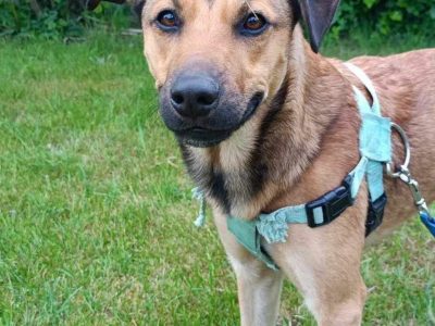 3 letni proludzki Dino szuka dobrego domu!