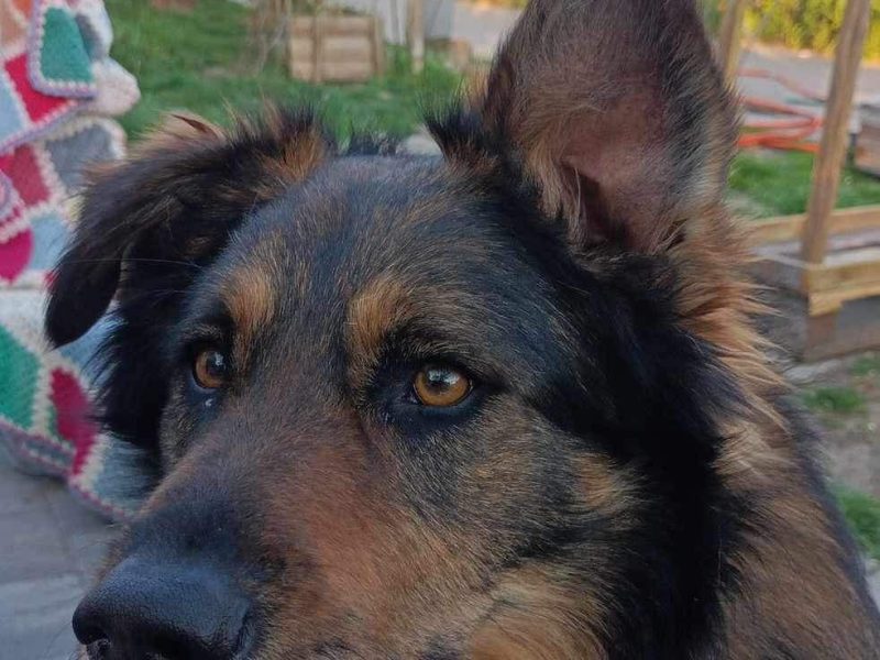 Ok 4 letni Kminek zabrany z fatalnego schroniska szuka domu