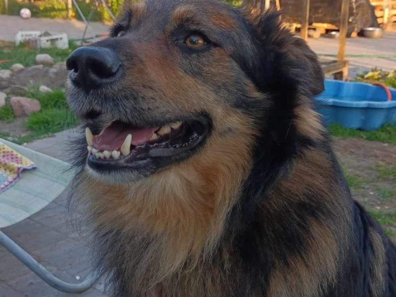 Ok 4 letni Kminek zabrany z fatalnego schroniska szuka domu