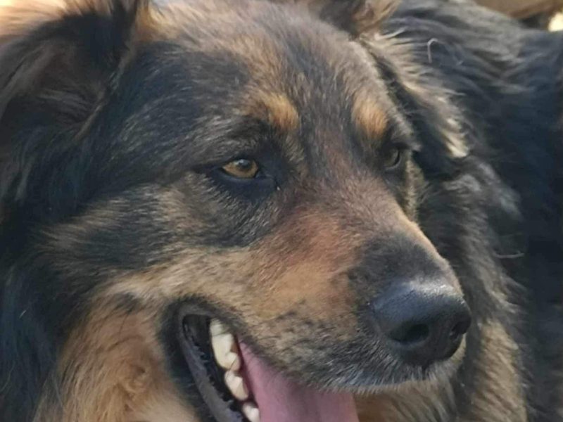 Ok 4 letni Kminek zabrany z fatalnego schroniska szuka domu