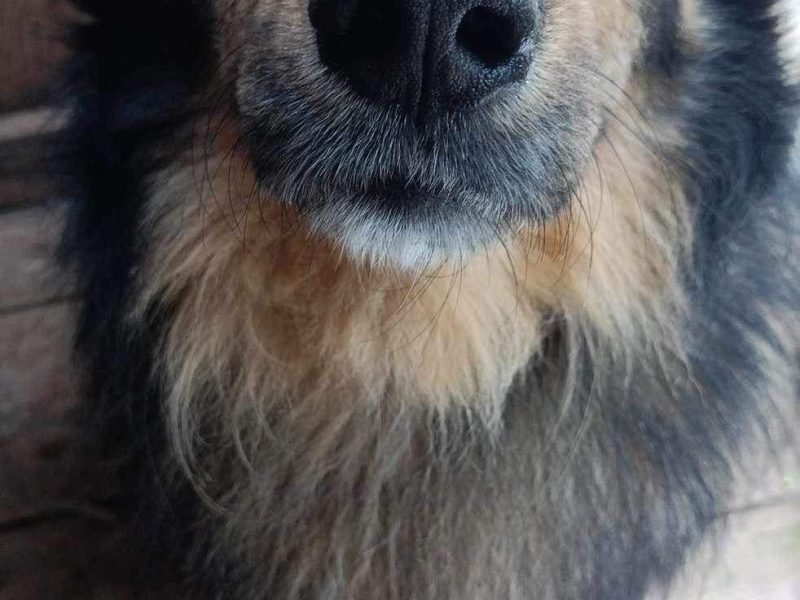 Ok 4 letni Kminek zabrany z fatalnego schroniska szuka domu