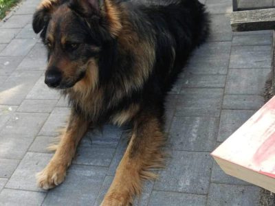 Ok 4 letni Kminek zabrany z fatalnego schroniska szuka domu