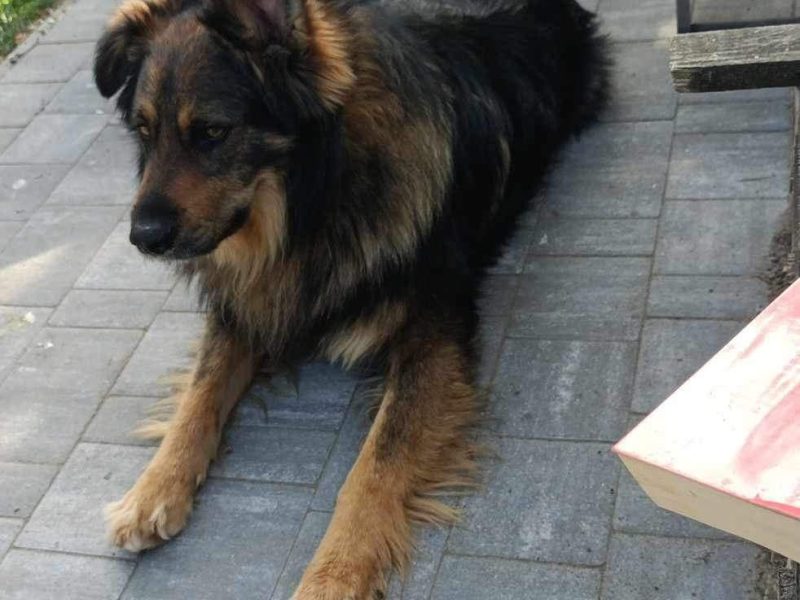 Ok 4 letni Kminek zabrany z fatalnego schroniska szuka domu