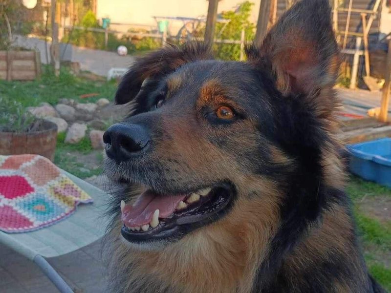 Ok 4 letni Kminek zabrany z fatalnego schroniska szuka domu