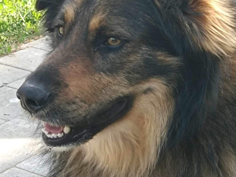 Ok 4 letni Kminek zabrany z fatalnego schroniska szuka domu