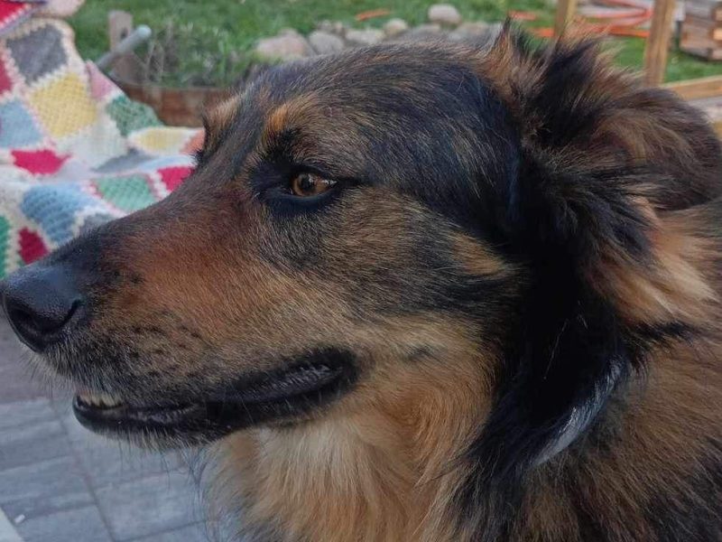 Ok 4 letni Kminek zabrany z fatalnego schroniska szuka domu