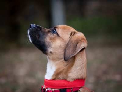 Roczny Karmel szuka odpowiedzialnego domu!