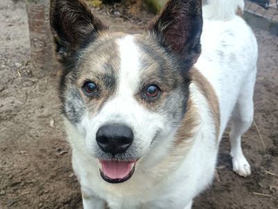 ok. 9 letni Piksel w typie łajki szuka domu!