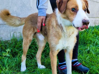 ZEFIR - piękny, niewidomy psiak za kratami, ADOPTUJ