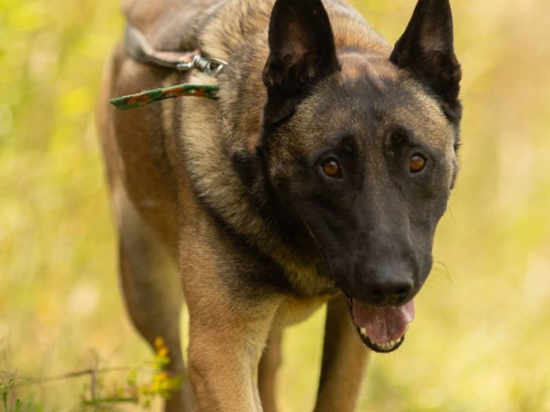CZARNONOSY - piękny pies w typie owczarka malinois