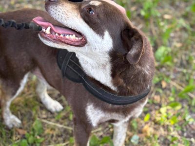 Pimpek potrzebuje cierpliwego i troskliwego opiekuna