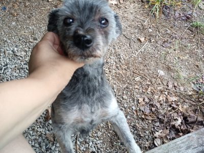 Potrzebny dla Żabki i Zenusia odpowiedzialny DT,bezterminowy