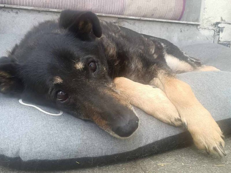 Kocha dzieci i aportowanie - 11 letni Pharell do adopcji!!