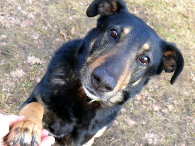 Kocha dzieci i aportowanie - 11 letni Pharell do adopcji!!