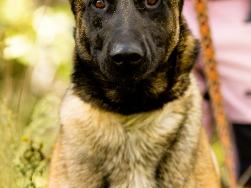 CZARNONOSY - piękny pies w typie owczarka malinois