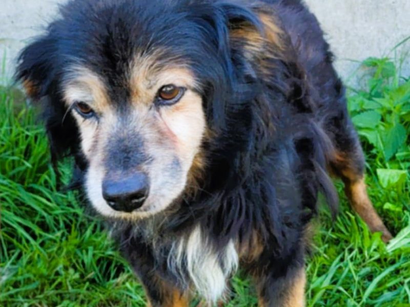 DZIADZIO - 12 lat na łańcuchu, teraz schronisko, ADOPTUJ!