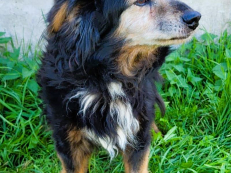 DZIADZIO - 12 lat na łańcuchu, teraz schronisko, ADOPTUJ!
