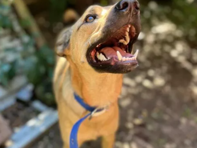 Młody ok. 3 letni Tofik szuka troskliwego opiekuna!