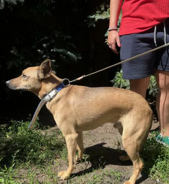 Młody ok. 3 letni Tofik szuka troskliwego opiekuna!