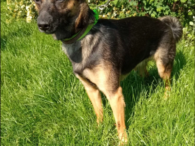 ok. 3 letnia cudowna Kira - do pokochania od zaraz!