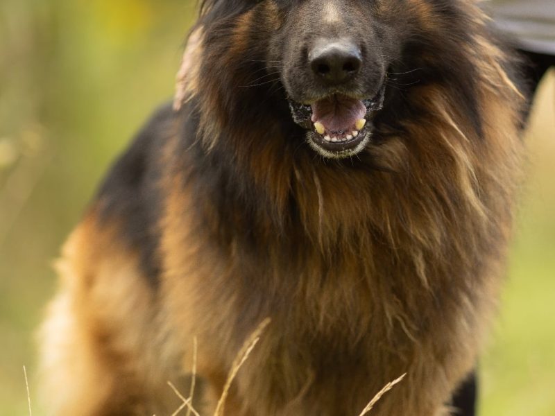 DIABLO - piękny owczarek niemiecki długowłosy do adopcji