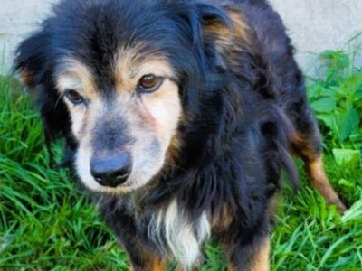 DZIADZIO - 12 lat na łańcuchu, teraz schronisko, ADOPTUJ!