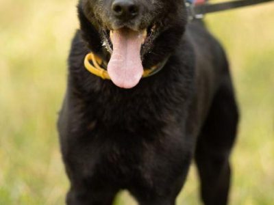 DANTE - piękny psiak w typie labradora szuka domu