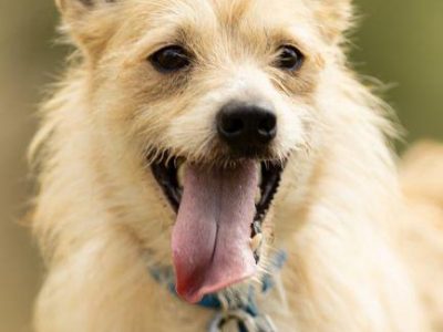 MIKI - cudowny 2 letni psiak do adopcji