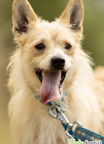 MIKI - cudowny 2 letni psiak do adopcji