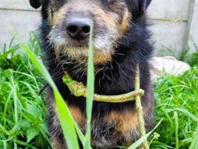 BRONUŚ - kochany psiak w typie terriera do adopcji