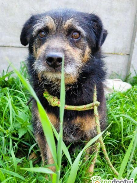 BRONUŚ - kochany psiak w typie terriera do adopcji