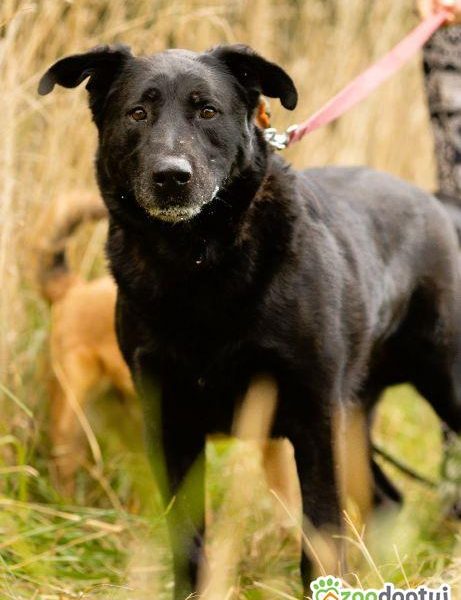 DANTE - piękny psiak w typie labradora szuka domu