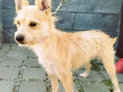 MIKI - niewielki psiaczek znowu szuka domu, ADOPTUJ!