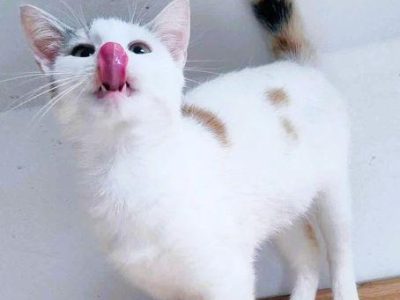 CELINKA - cudowna, miziasta koteczka do adopcji