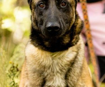 CZARNONOSY - piękny pies w typie owczarka malinois